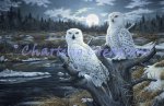 Snowy Owls (image for) Snowy Owls